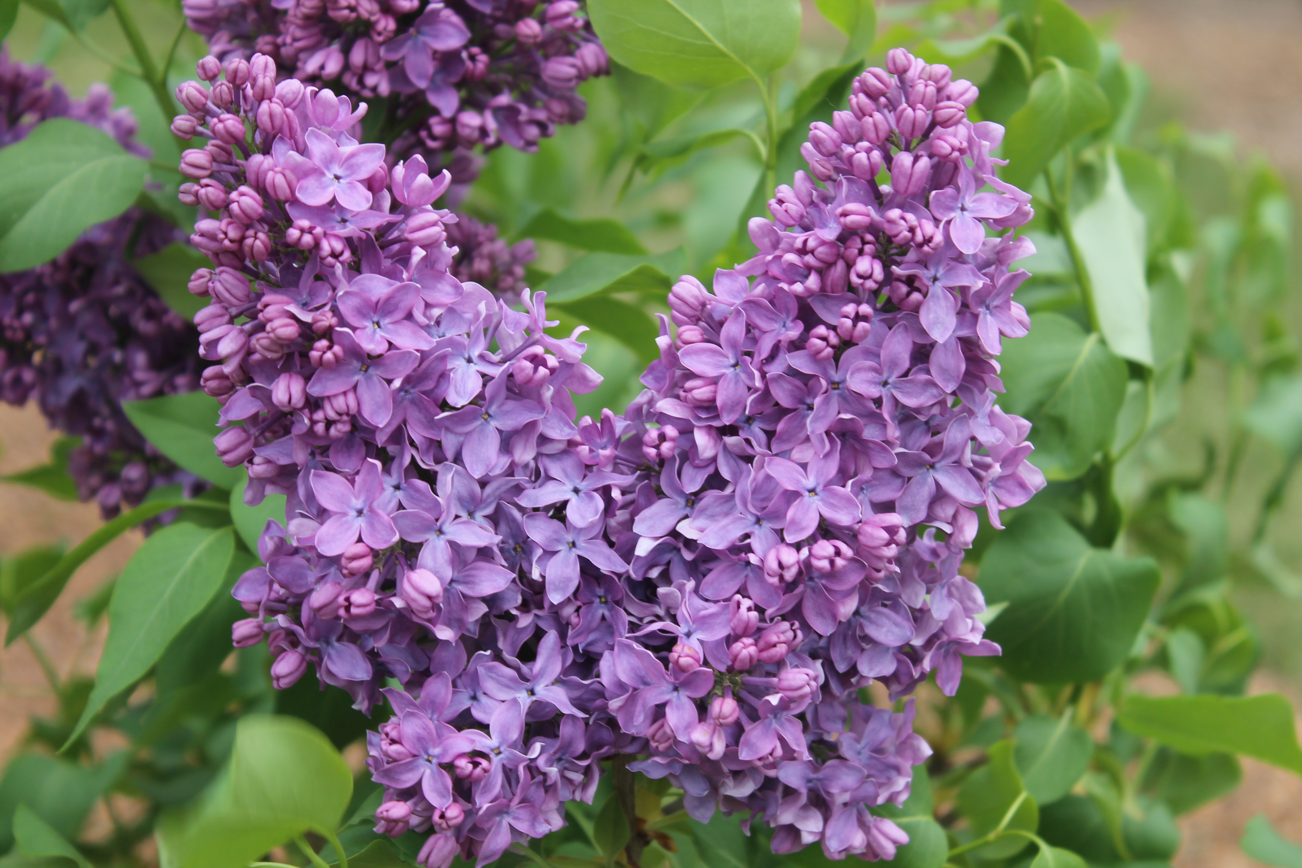 "Imants Ziedonis'' Syringa vulgaris 